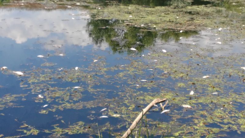 Проверяват причината за умъртвена риба в река Тунджа край Сливен