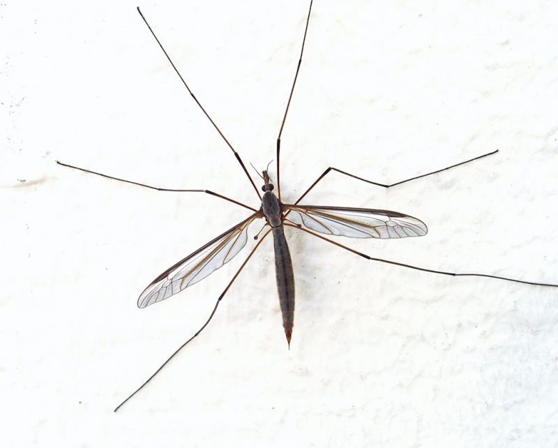 Как да се предпазим от комарите през лятото?
