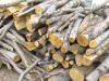 Община Сливен подпомага военноинвалиди с дърва за огрев за новия отоплителен сезон 