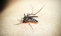 Как да се борим с комарите у дома?