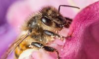 ЕП призова за по-строги правила за защита на пчелите от пестициди