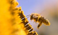 Пчелите и други опрашващите насекоми са от решаващо значение за нашите екосистеми и биологичното разнообразие
