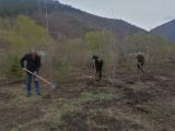 Служители от Държавното горско стопанство в Сливен засадиха дръвчета по пътя Сливен - Бяла 