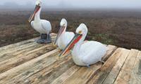 Макети на птици привличат пеликани с природозащитна цел