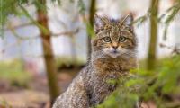 Парламентът заявява, че европейската дива природа трябва да бъде по-добре защитена