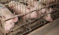 ЕП иска постепенно да се сложи край на клетки в животновъдството и да се подобри хуманното отношение към животните