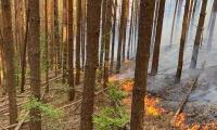 Югоизточно държавно предприятие гр. Сливен призовава да пазим горите от пожари!