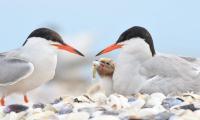 Стартира коледната кампания на БДЗП в помощ на редки видове птици