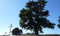 Дядо-Кольовото дърво в село Студена