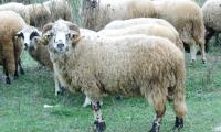 Реплянска овца