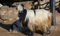 Калоферска дългокосместа коза