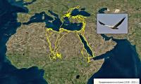 Световно застрашен египетски лешояд, посетил 22 държави на три континента, бе убит от бракониери в България
