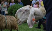 Над 620 елитни животни и повече от 10 000 посетители  събра XVI-то Национално животновъдно изложение Сливен 2020 