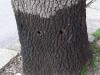 По ствола на дървото има видими следи, че е било заливано с течност 