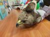 Експерти от природния парк край Сливен оказаха първа помощ на бедстващ малък креслив орел