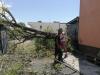 Едно от падналите дървета в Сливен, в кв. "Ново село"