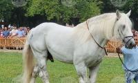 Седемнадесето изложение на елитни животни ще се състои край сливенското село Мечкарево