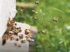 Замърсяването с пестициди е потенциално опасно за медоносните пчели и природата заради генотоксичен ефект