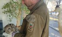 Експерти от парк "Сините камъни" освободиха горска улулица, попаднала в заводско хале