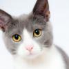 Котка