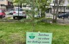 Засаждане на дръвче
