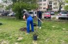 Засаждане на дръвче